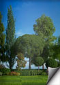 Conifer tress