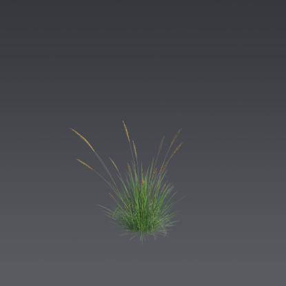 Autumn moor grass 1