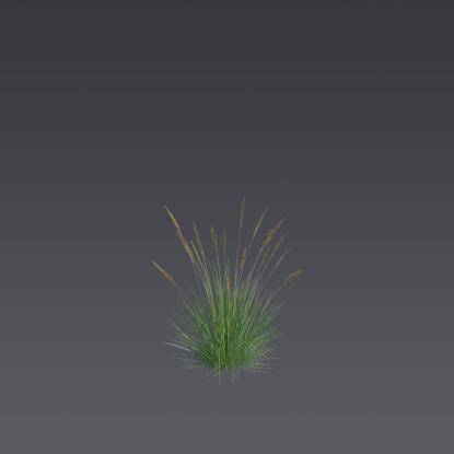 Autumn moor grass 2