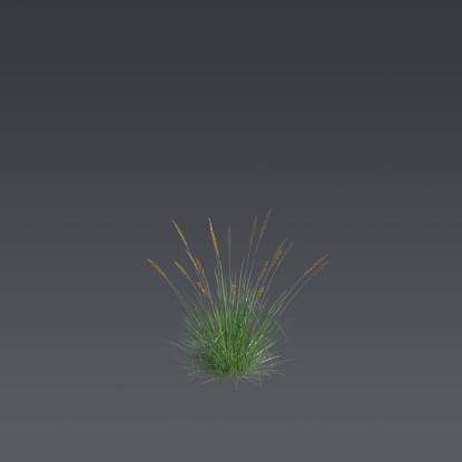 Autumn moor grass 3