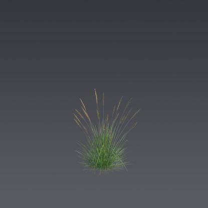 Autumn moor grass 4