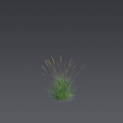 Autumn moor grass 5
