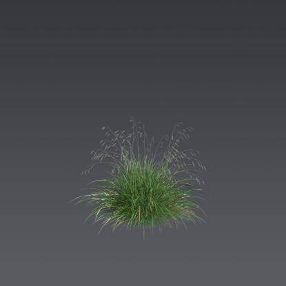 Blue sedge 1