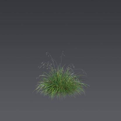 Blue sedge 2