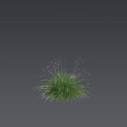 Blue sedge 3
