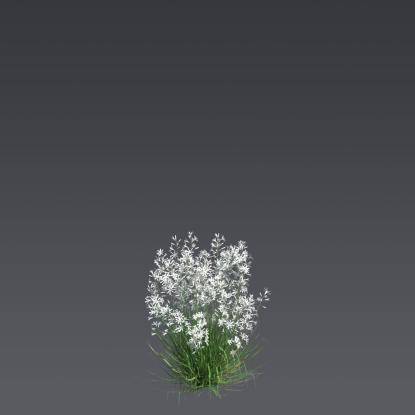 Branched St Bernard's-lily Bush 1