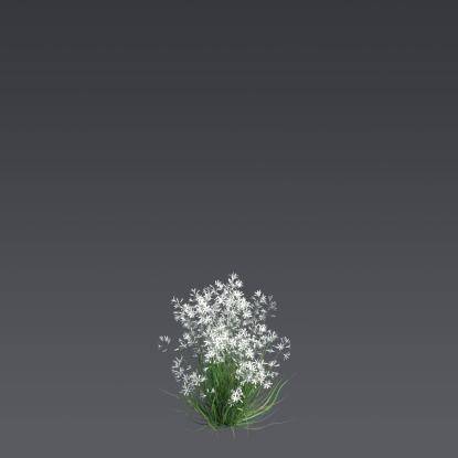 Branched St Bernard's-lily Bush 2