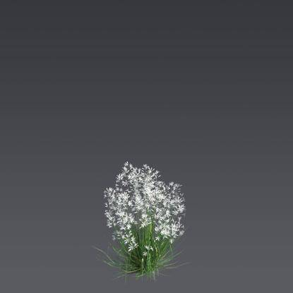 Branched St Bernard's-lily Bush 3