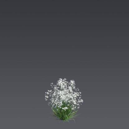 Branched St Bernard's-lily Bush 4