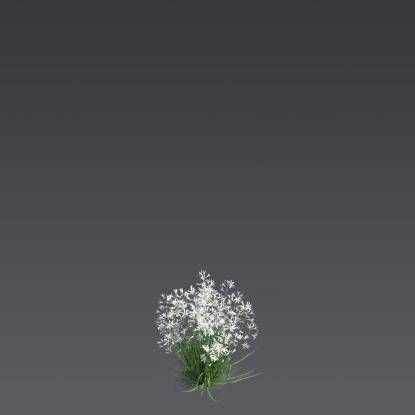 Branched St Bernard's-lily Bush 5