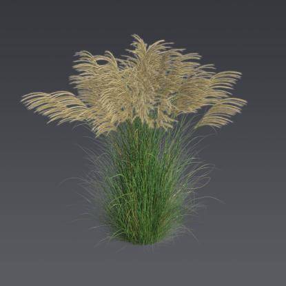 Chinese silver grass 1