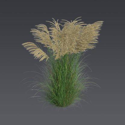 Chinese silver grass 2