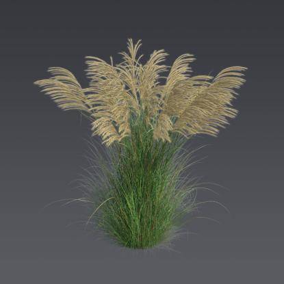 Chinese silver grass 3