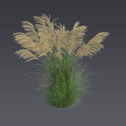 Chinese silver grass 4