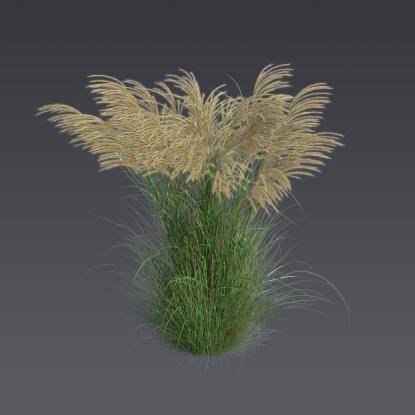 Chinese silver grass 5