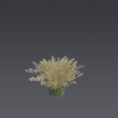 Mexican feather grass 1