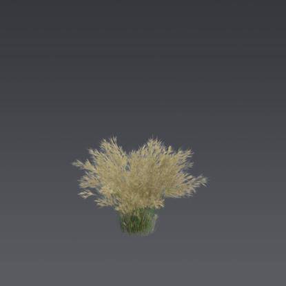 Mexican feather grass 2