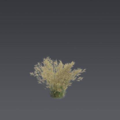 Mexican feather grass 3