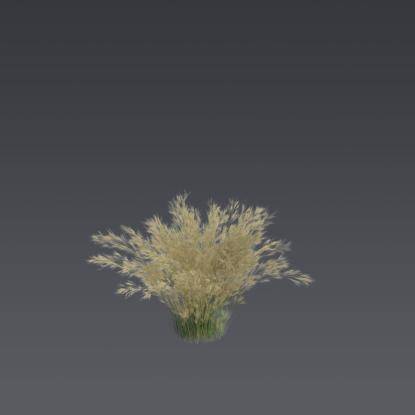 Mexican feather grass 4