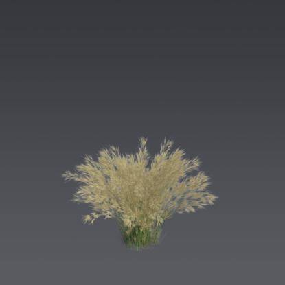 Mexican feather grass 5