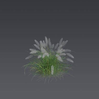 Oriental fountain grass 1