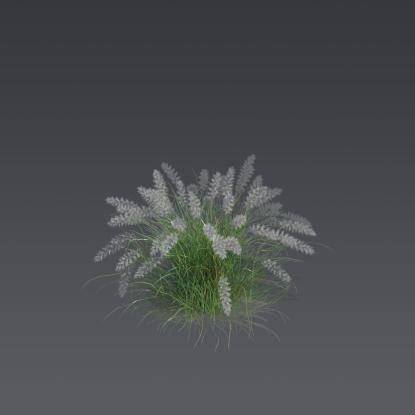 Oriental fountain grass 2
