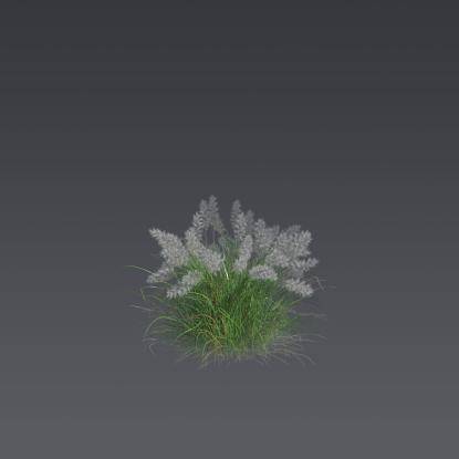 Oriental fountain grass 3