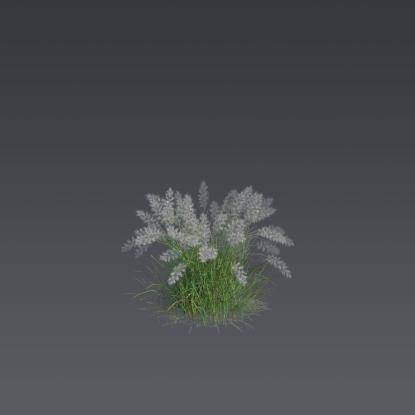 Oriental fountain grass 4