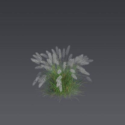 Oriental fountain grass 5