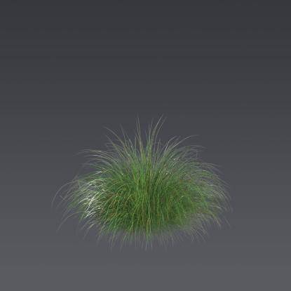 Prairie dropseed 1