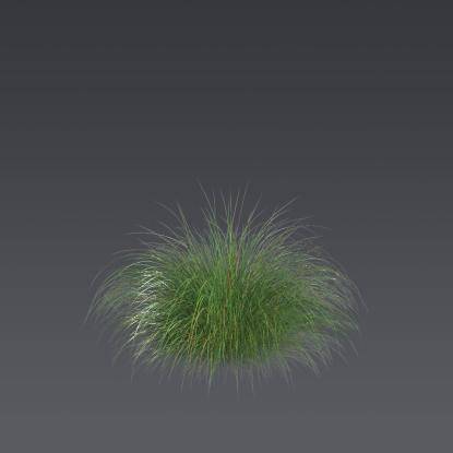 Prairie dropseed 2