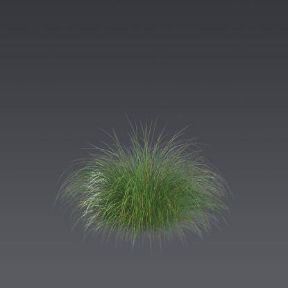 Prairie dropseed 3