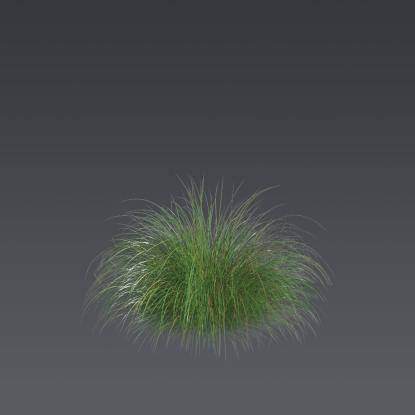Prairie dropseed 4