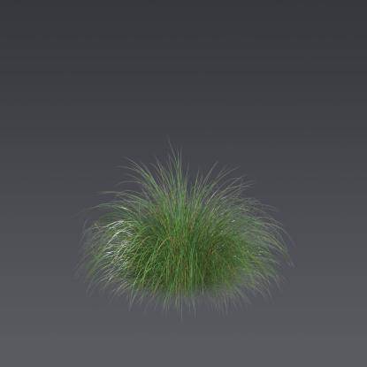 Prairie dropseed 5