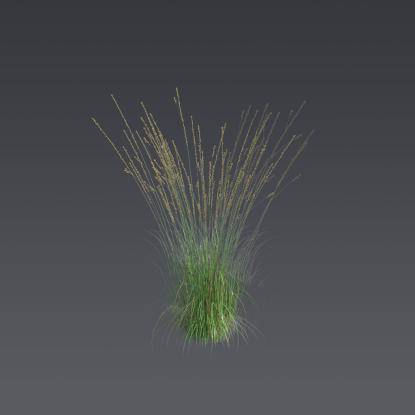 Purple moor-grass 1