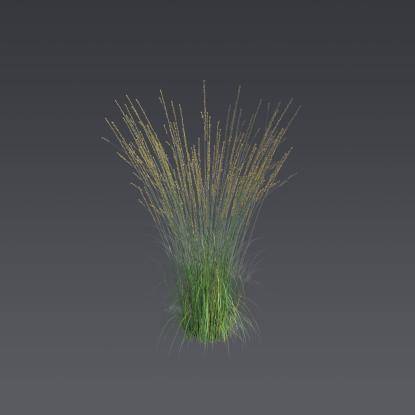 Purple moor-grass 2