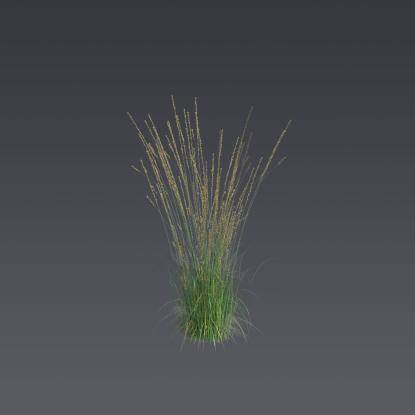 Purple moor-grass 3