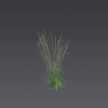 Purple moor-grass 4