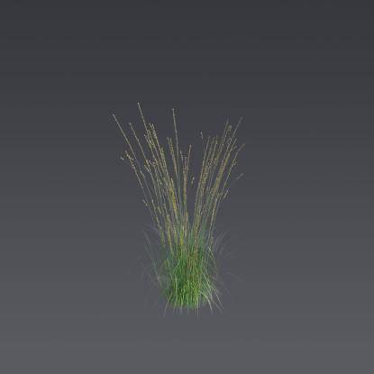 Purple moor-grass 5