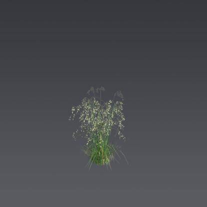 Quaking-Grass 1
