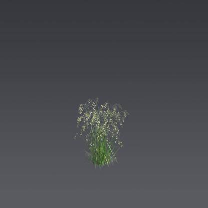 Quaking-Grass 2