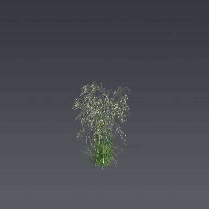 Quaking-Grass 4