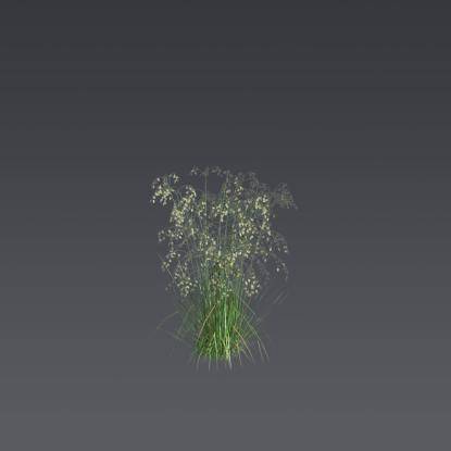 Quaking-Grass 5