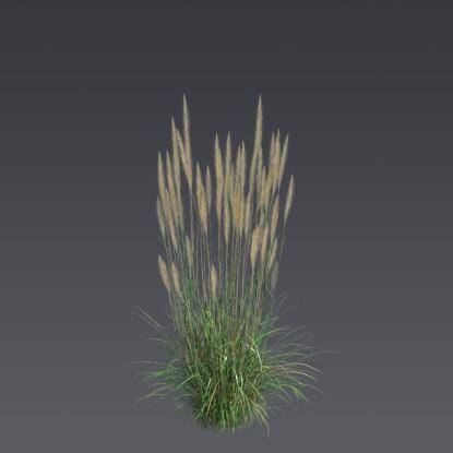 Reed Grass Bush 1