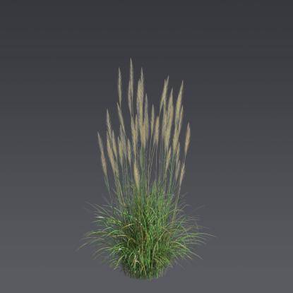 Reed Grass Bush 2