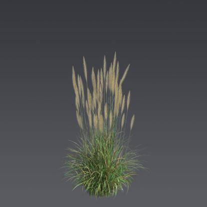Reed Grass Bush 3