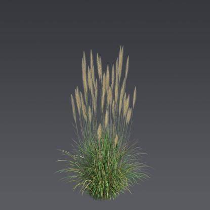 Reed Grass Bush 4
