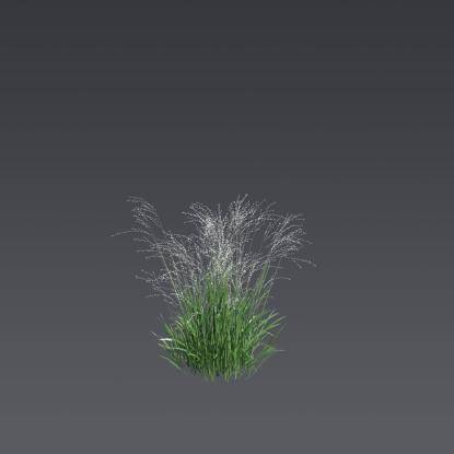 Siberian melic 'Alba' 1