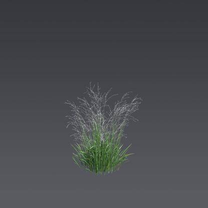 Siberian melic 'Alba' 2