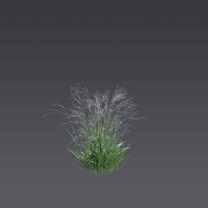 Siberian melic 'Alba' 3